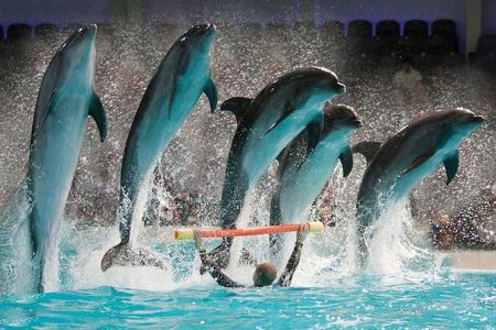 Dubai Dolphinarium Dolphin Show